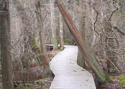 cedar-swamp-boardwalk
