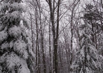 maine-trees-snow
