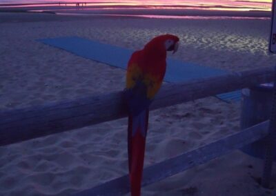 sunset-bird