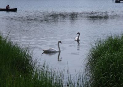 swans-pond
