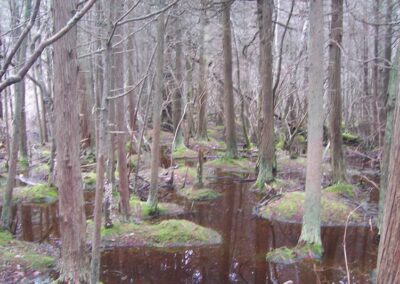 white-cedar-swamp-trail